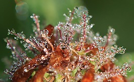 露珠,一滴水,露水