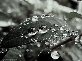 宏,葉,雨