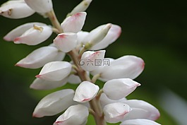 宏花,芽,科