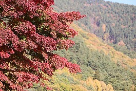 現場,樹,日本