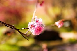 花,櫻花,粉紅