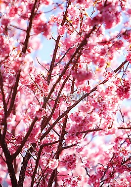 花,櫻花,粉紅
