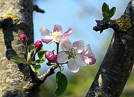鮮花,蘋果,花園
