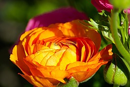 茛,花,花瓣