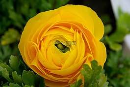 花,茛,春天