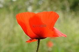 罌粟,罌粟花,關(guān)閉