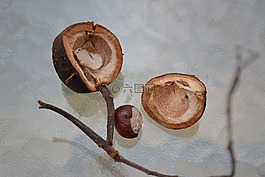 conker,七葉樹,板栗