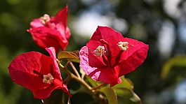 九重葛,花園,鮮花