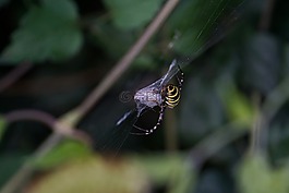 黄蜂蜘蛛,圆形 bruennichi,zebraspinne