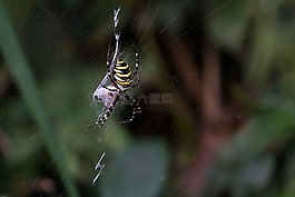 黄蜂蜘蛛,圆形 bruennichi,zebraspinne