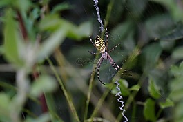 黄蜂蜘蛛,圆形 bruennichi,zebraspinne
