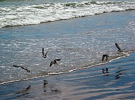 鳥,海洋,海岸