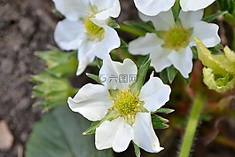 草莓,开花,花