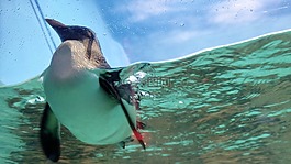 企鵝,水族館,可愛