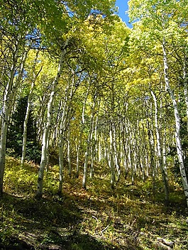 樹,森林,秋