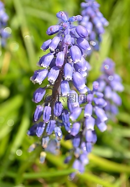 风信子,花,紫色