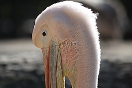 佩利坎,鳥,頭