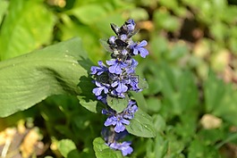 號(hào)角,野生,花