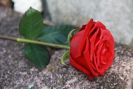 玫瑰,紅色,石