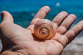 手,外殼,海