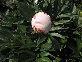 牡丹,芽,粉紅色