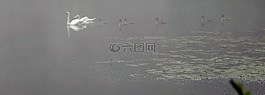 天鵝,天鵝家族,心情