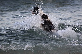 猎犬,游泳,狗