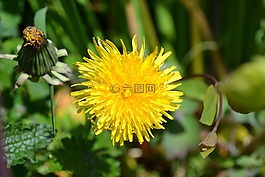 蒲公英,黃色,花