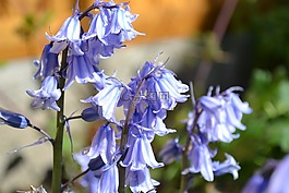 风信子,花,紫色
