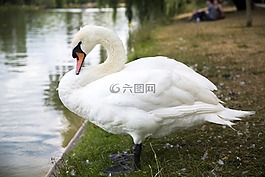 天鵝,休息,河邊