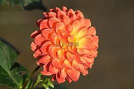 嬌琴紗,花,橙