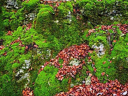 石頭,葉子,秋季