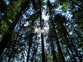 森林,光,陽光