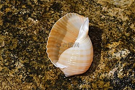 外殼,海灘,夏天