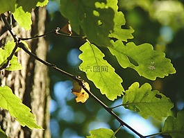 秋季,橡樹,樹