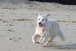 金毛獵犬,狗,海灘