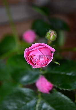 粉紅色,玫瑰,芽