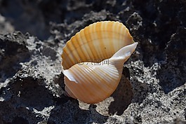 外殼,海灘,夏天