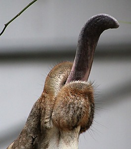 舌頭,動物園,動物
