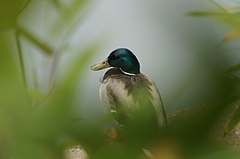 鴨,水,草