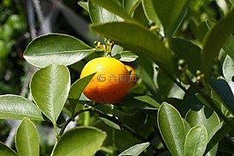 橙,樹,分支機構(gòu)