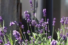 熏衣草,花,開花