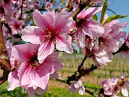 花,性質,廠
