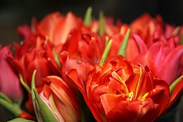 郁金香,鮮花,紅色