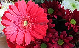 花,植物區(qū)系,自然