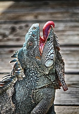 鬣鱗蜥,庫拉索島,動(dòng)物