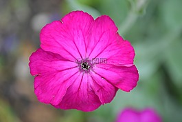 粉紅色,花,特寫