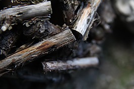 木,竹莢魚,粘附