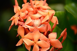 盛開,開花,植物區(qū)系
