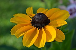 rudbecka,花,橙色